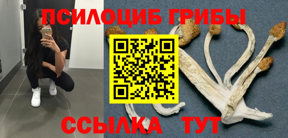 Псилоцибиновые грибы Psilocybe  цены наркотик  Миллерово  Вход с VPN 